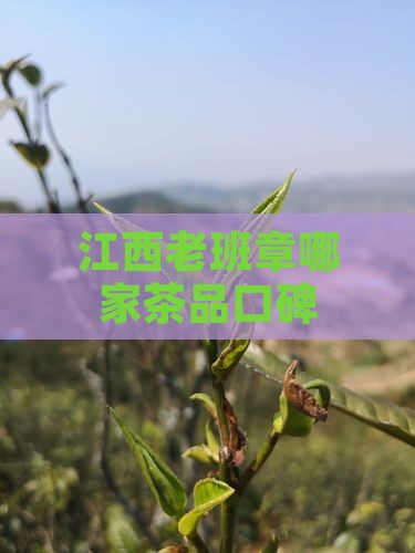 江西老班章哪家茶品口碑