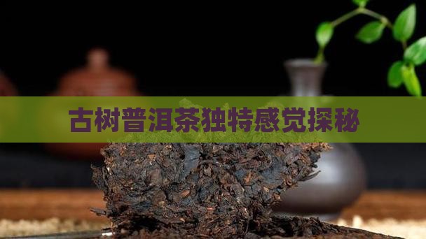 古树普洱茶独特感觉探秘