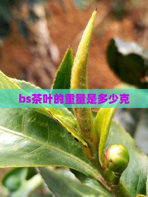 bs茶叶的重量是多少克