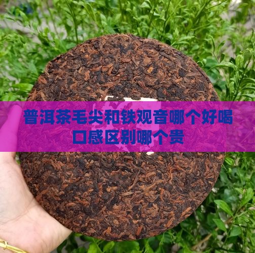 普洱茶毛尖和铁观音哪个好喝口感区别哪个贵