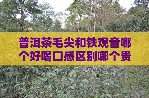 普洱茶毛尖和铁观音哪个好喝口感区别哪个贵