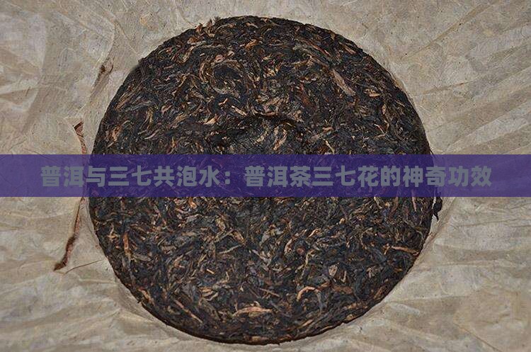 普洱与三七共泡水：普洱茶三七花的神奇功效