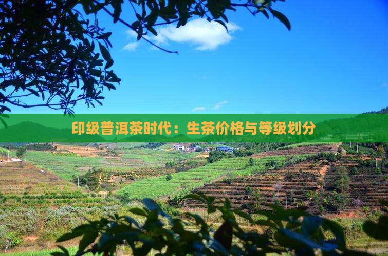 印级普洱茶时代：生茶价格与等级划分