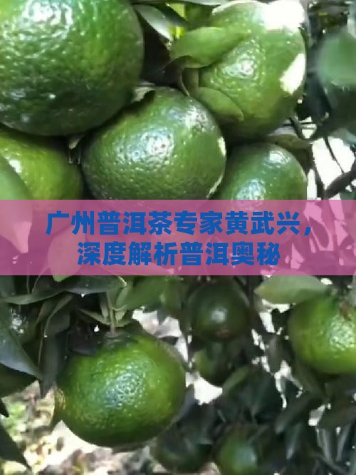 广州普洱茶专家黄武兴，深度解析普洱奥秘