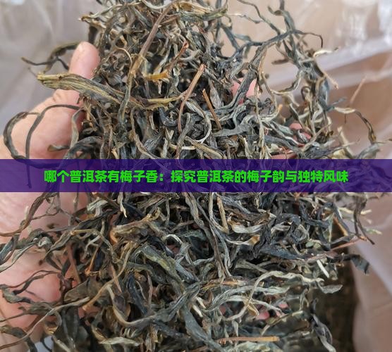 哪个普洱茶有梅子香：探究普洱茶的梅子韵与独特风味
