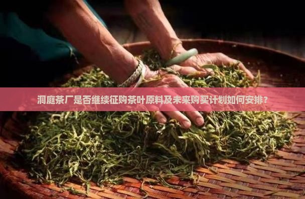洞庭茶厂是否继续征购茶叶原料及未来购买计划如何安排？