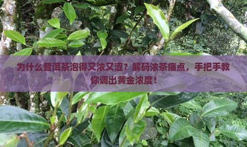 为什么普洱茶泡得又浓又涩？解码浓茶痛点，手把手教你调出黄金浓度！