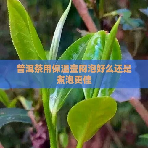 普洱茶用保温壶闷泡好么还是煮泡更佳