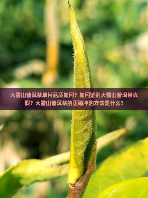 大雪山普洱茶单片品质如何？如何鉴别大雪山普洱茶真假？大雪山普洱茶的正确冲泡方法是什么？