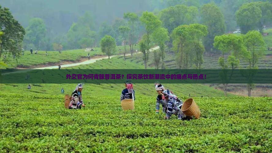 外交官为何青睐普洱茶？探究茶饮新潮流中的痛点与热点！