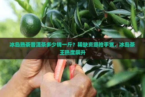 冰岛熟茶普洱茶多少钱一斤？稀缺资源抢手货，冰岛茶王热度飙升