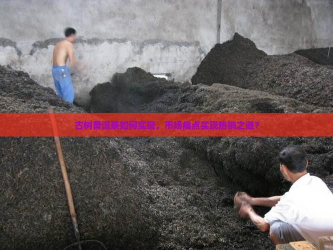 古树普洱茶如何实现，市场痛点实现热销之谜？