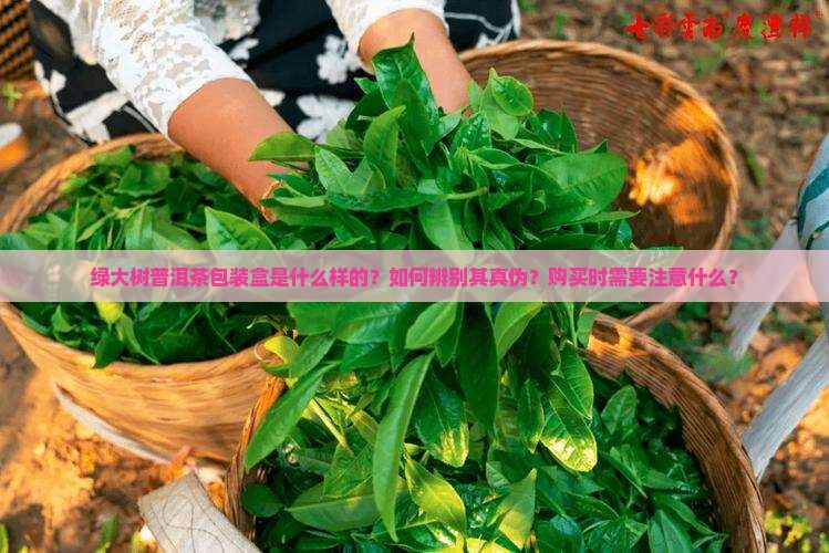 绿大树普洱茶包装盒是什么样的？如何辨别其真伪？购买时需要注意什么？