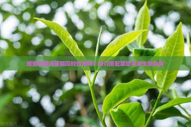 蜂蜜和普洱茶能同时饮用吗？探讨搭配禁忌与养生新趋势