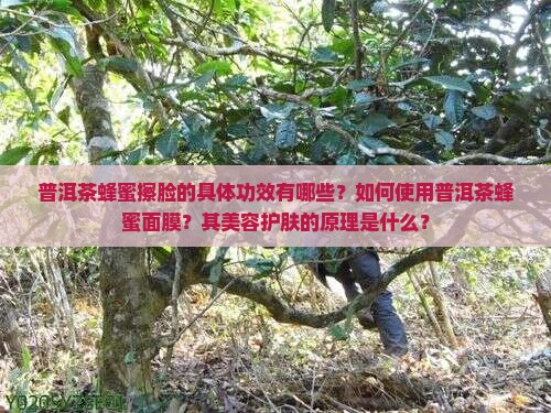 普洱茶蜂蜜擦脸的具体功效有哪些？如何使用普洱茶蜂蜜面膜？其美容护肤的原理是什么？