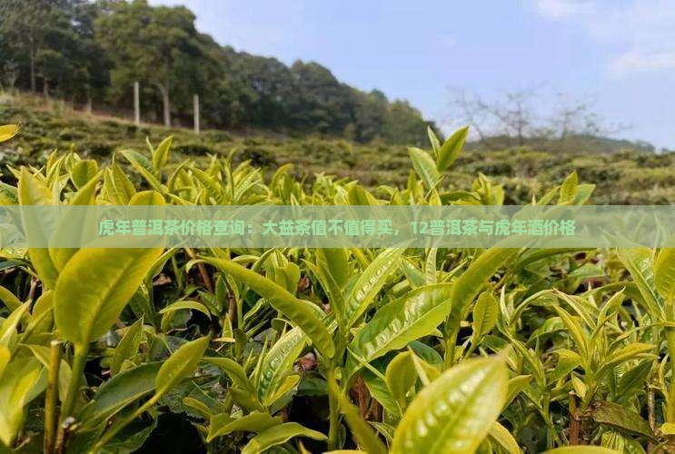 虎年普洱茶价格查询：大益茶值不值得买，12普洱茶与虎年酒价格