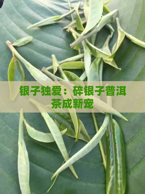 银子独爱：碎银子普洱茶成新宠