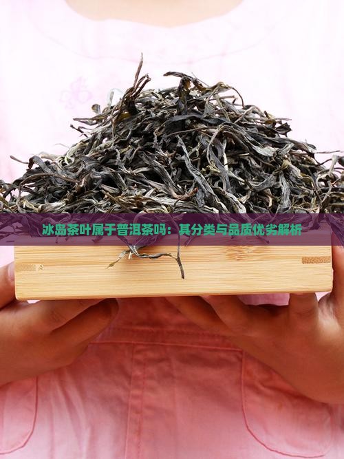 冰岛茶叶属于普洱茶吗：其分类与品质优劣解析