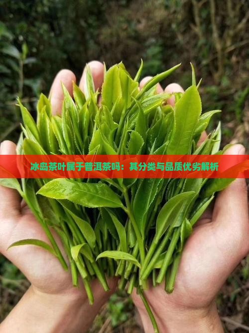 冰岛茶叶属于普洱茶吗：其分类与品质优劣解析