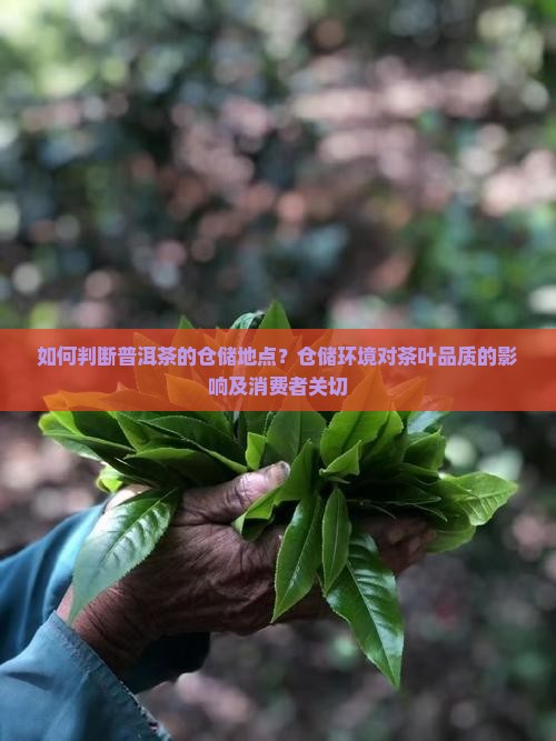 如何判断普洱茶的仓储地点？仓储环境对茶叶品质的影响及消费者关切