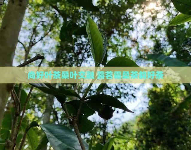 尚好叶茶桑叶交融 露茗霜桑茶韵好茶