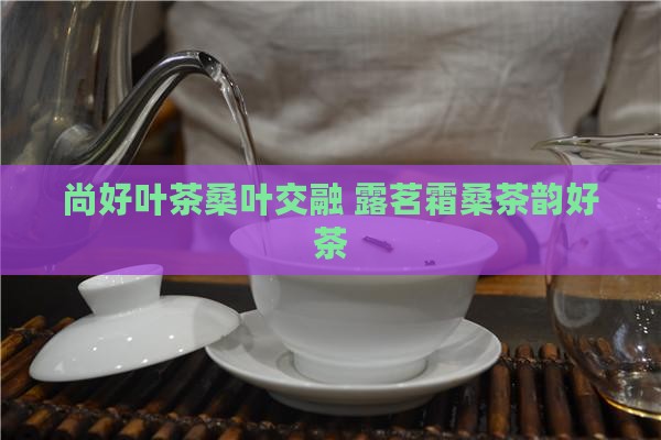 尚好叶茶桑叶交融 露茗霜桑茶韵好茶