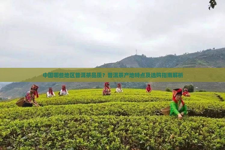 中国哪些地区普洱茶品质？普洱茶产地特点及选购指南解析
