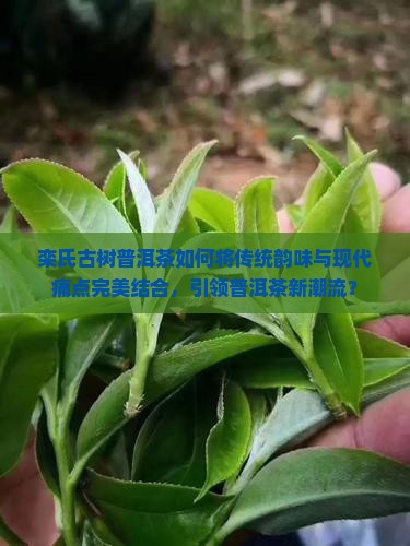 栾氏古树普洱茶如何将传统韵味与现代痛点完美结合，引领普洱茶新潮流？