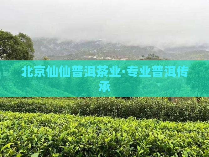 北京仙仙普洱茶业·专业普洱传承