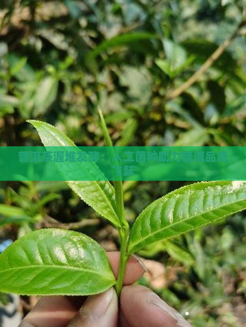 普洱茶渥堆发酵：人工菌种助力普洱品质飞跃