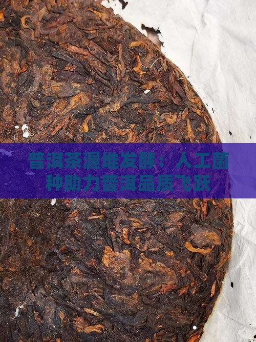 普洱茶渥堆发酵：人工菌种助力普洱品质飞跃