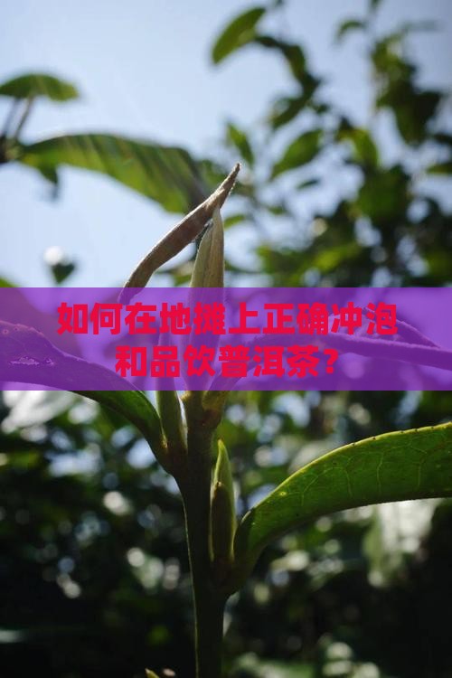 如何在地摊上正确冲泡和品饮普洱茶？