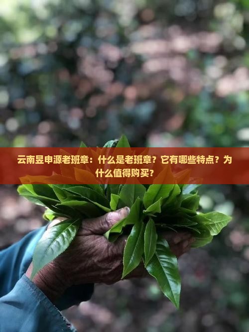 云南昱申源老班章：什么是老班章？它有哪些特点？为什么值得购买？