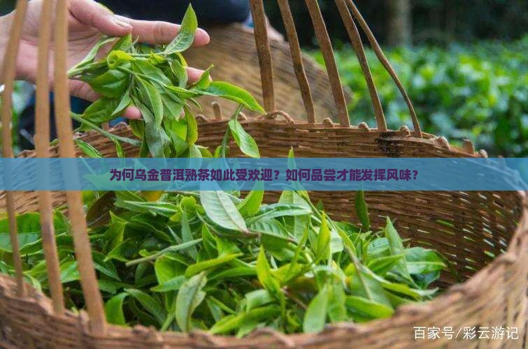 为何乌金普洱熟茶如此受欢迎？如何品尝才能发挥风味？