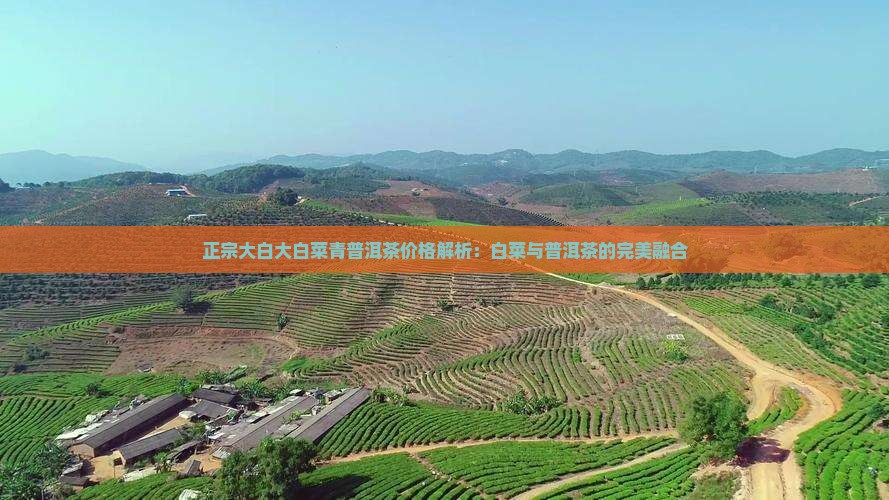 正宗大白大白菜青普洱茶价格解析：白菜与普洱茶的完美融合