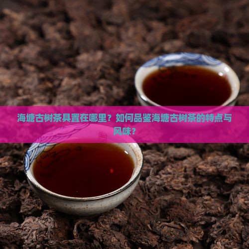 海塘古树茶具置在哪里？如何品鉴海塘古树茶的特点与风味？