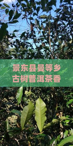 景东县曼等乡古树普洱茶香韵传承