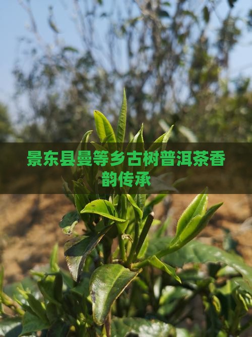 景东县曼等乡古树普洱茶香韵传承