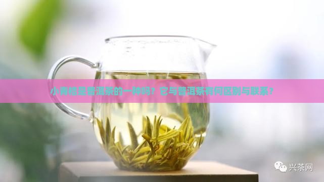 小青桔是普洱茶的一种吗？它与普洱茶有何区别与联系？