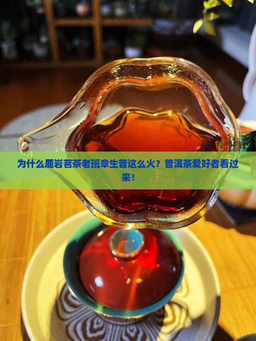 为什么鹿岩茗茶老班章生普这么火？普洱茶爱好者看过来！