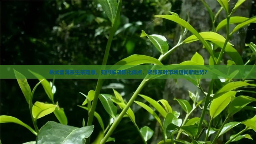 易武普洱茶生茶如意，如何解决陈化痛点，紧跟茶叶市场热词新趋势？