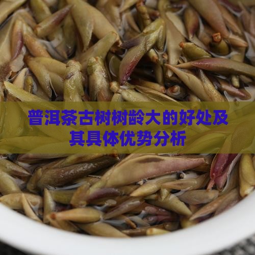 普洱茶古树树龄大的好处及其具体优势分析