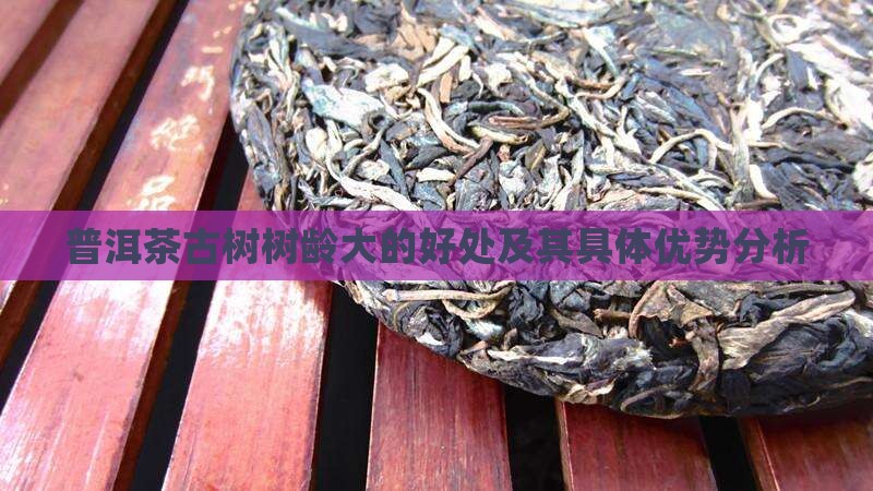 普洱茶古树树龄大的好处及其具体优势分析