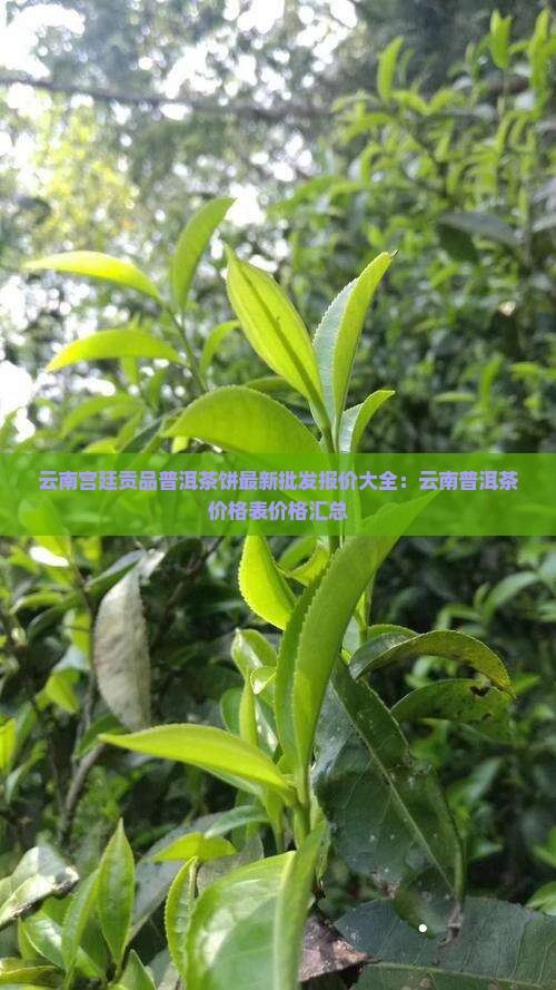 云南宫廷贡品普洱茶饼最新批发报价大全：云南普洱茶价格表价格汇总