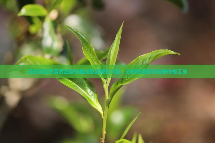 云南宫廷贡品普洱茶饼最新批发报价大全：云南普洱茶价格表价格汇总