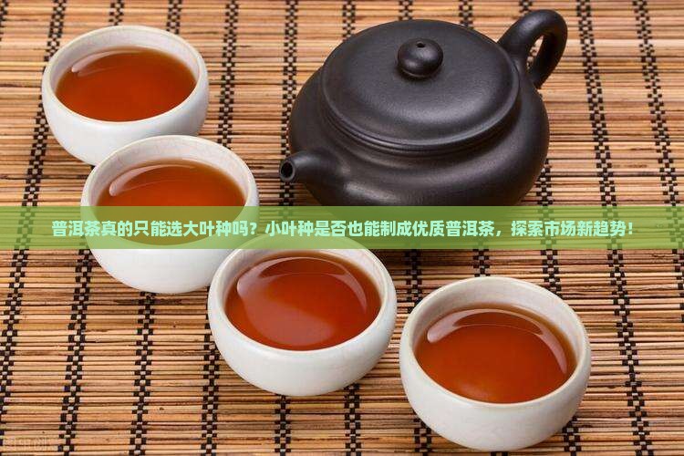 普洱茶真的只能选大叶种吗？小叶种是否也能制成优质普洱茶，探索市场新趋势！