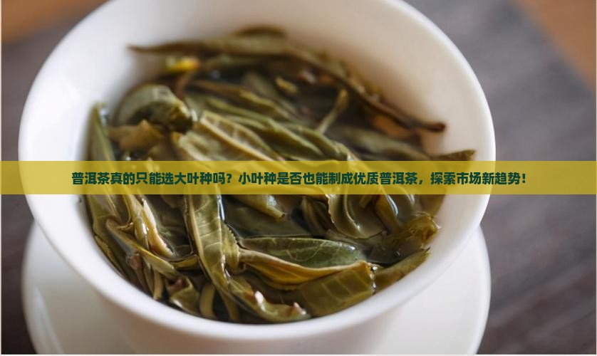 普洱茶真的只能选大叶种吗？小叶种是否也能制成优质普洱茶，探索市场新趋势！