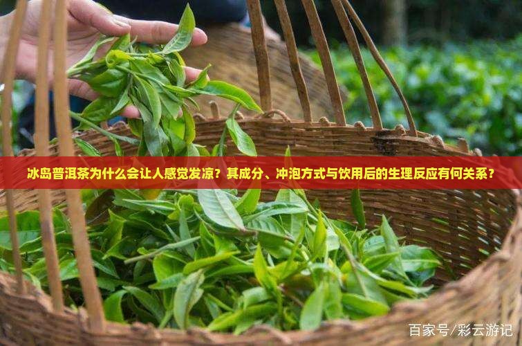 冰岛普洱茶为什么会让人感觉发凉？其成分、冲泡方式与饮用后的生理反应有何关系？