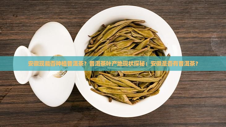 安徽现能否种植普洱茶?普洱茶叶产地现状探秘:安徽是否有普洱茶? 安徽现能否种植普洱茶?普洱茶叶产地现状探秘:安徽是否有普洱茶?