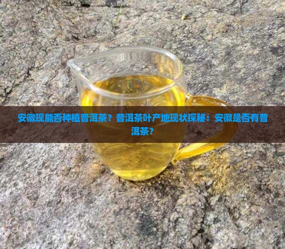 安徽现能否种植普洱茶?普洱茶叶产地现状探秘:安徽是否有普洱茶? 安徽现能否种植普洱茶?普洱茶叶产地现状探秘:安徽是否有普洱茶?
